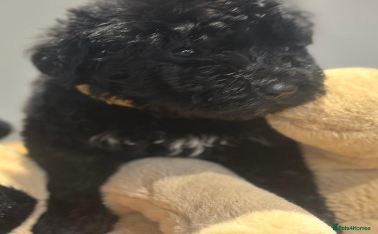 Bernedoodle dogs - Advert 1