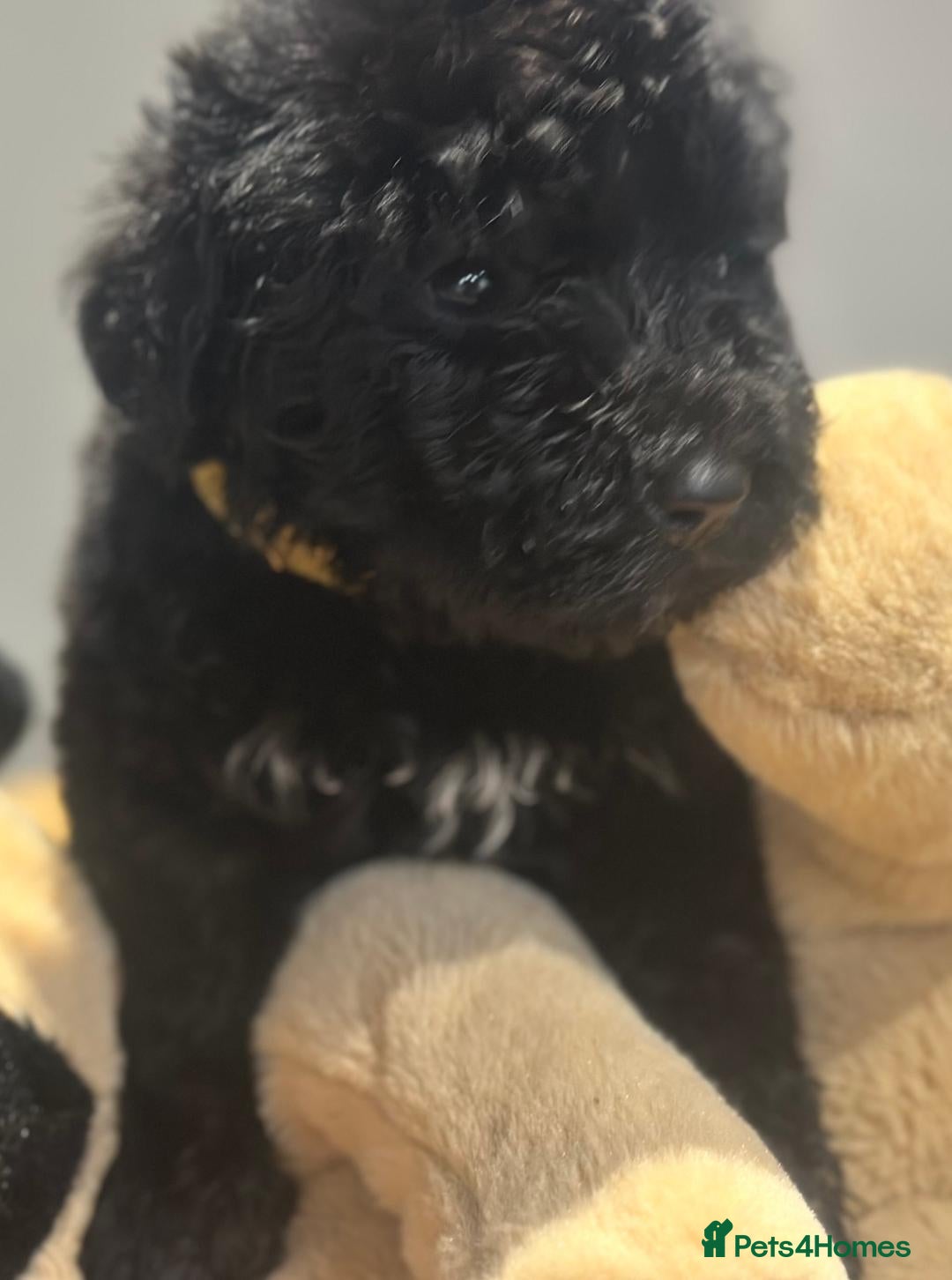 Bernedoodle dogs for sale: F1 STANDARD BERNADOODLE BOY AND GIRL AVAILABLE - Image 1
