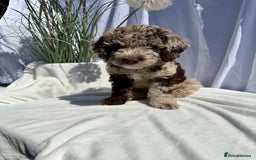 Mixed Breed dogs for sale: Goldendoodle/Australian double doodles  - Image 29