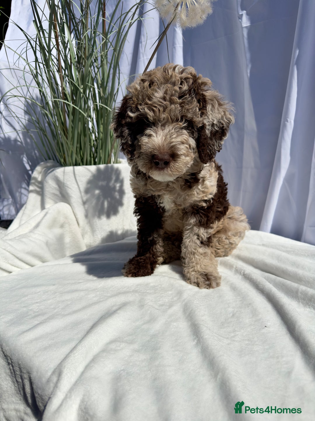 Mixed Breed dogs for sale: Goldendoodle/Australian double doodles  - Image 29