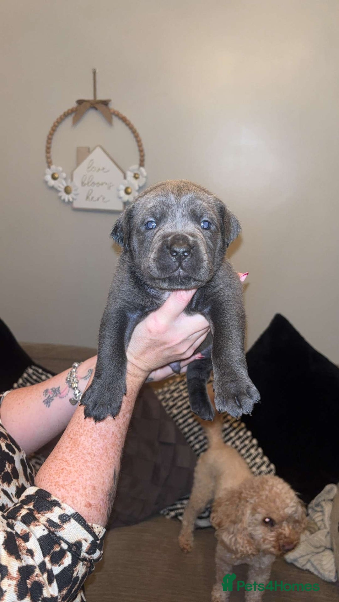Cane Corso dogs for sale: Chunky cane corso boy pups - Advert 2
