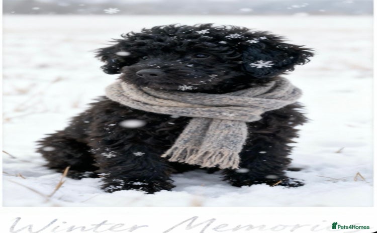 Mixed Breed dogs Miniature poodle cross Hungarian puli puppies. - Advert 6