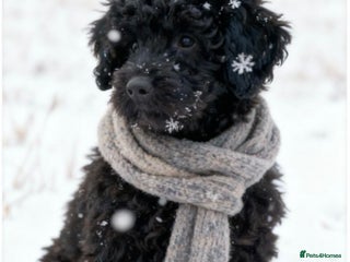 Mixed Breed dogs Miniature poodle cross Hungarian puli puppies. - Advert 14