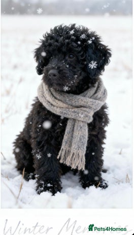 Mixed Breed dogs Miniature poodle cross Hungarian puli puppies. - Advert 6