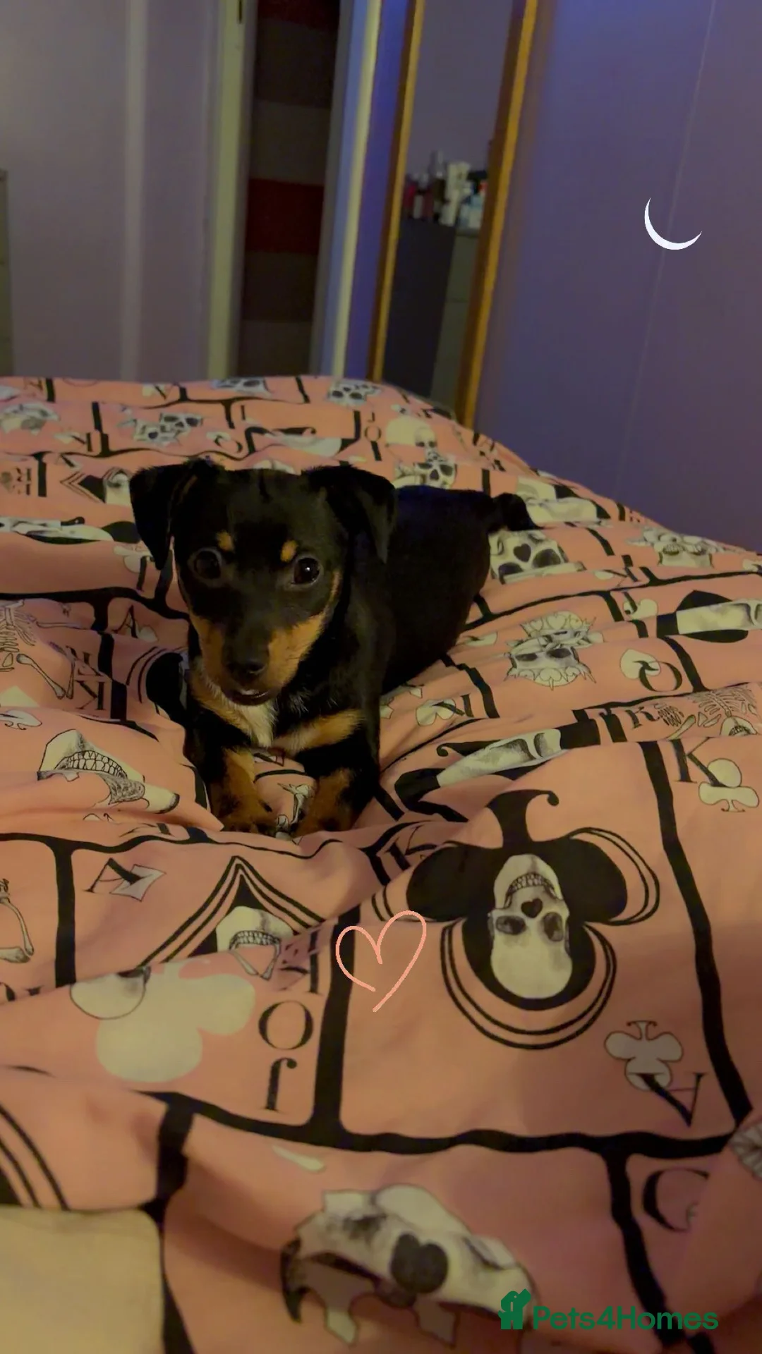 Jack Russell dogs for sale: Girl jack for sale  in Swansea - Advert 2