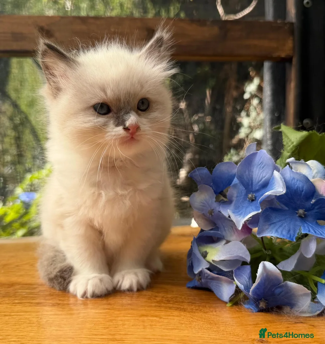 Ragdoll cats for sale: Purebred Ragdoll kittens - Advert 1