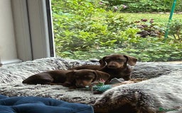 Miniature Dachshund dogs for sale: 2 x choc and Tan miniature Daschunds  - Image 2