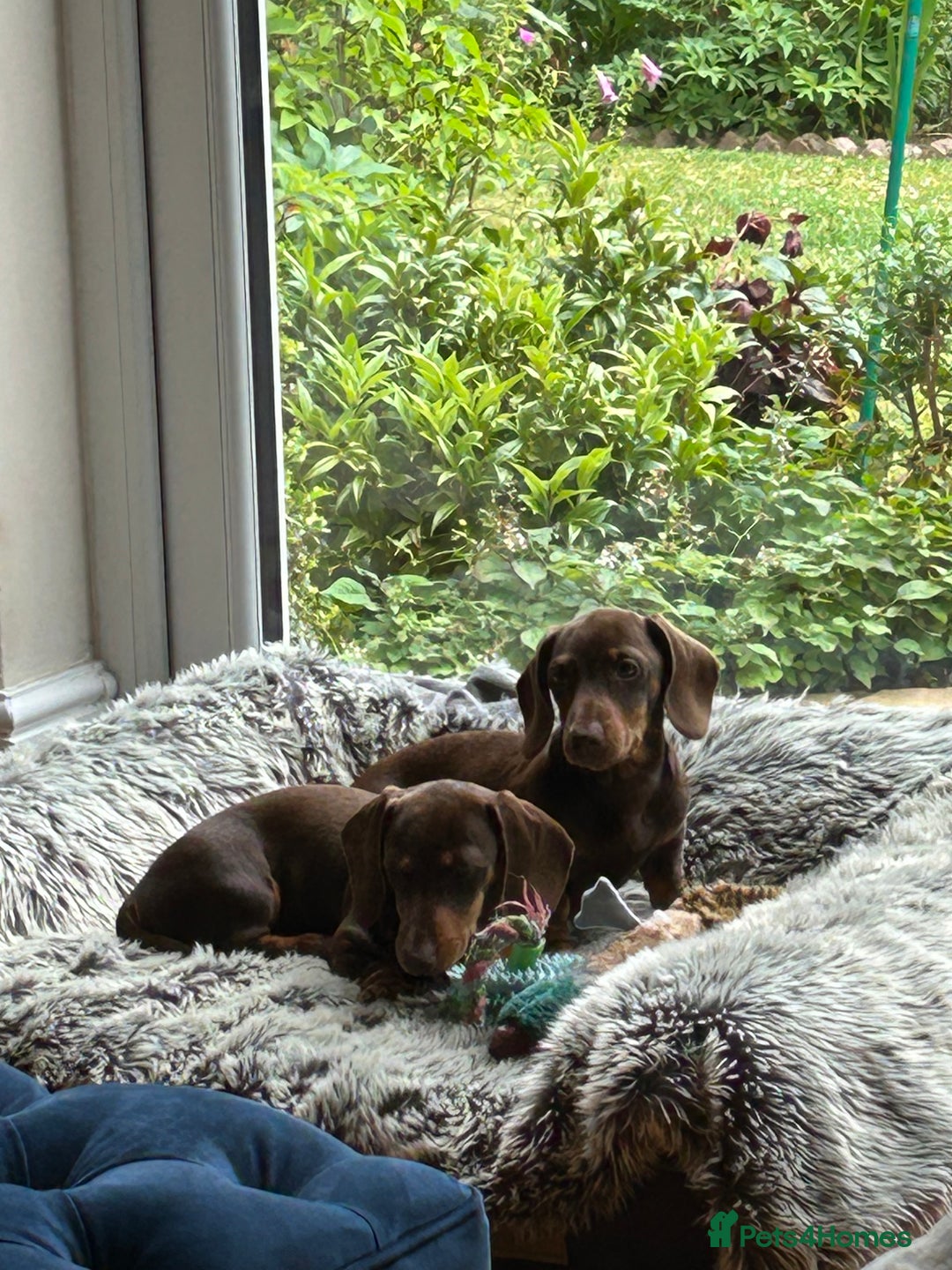 Miniature Dachshund dogs for sale: 2 x choc and Tan miniature Daschunds  - Image 2