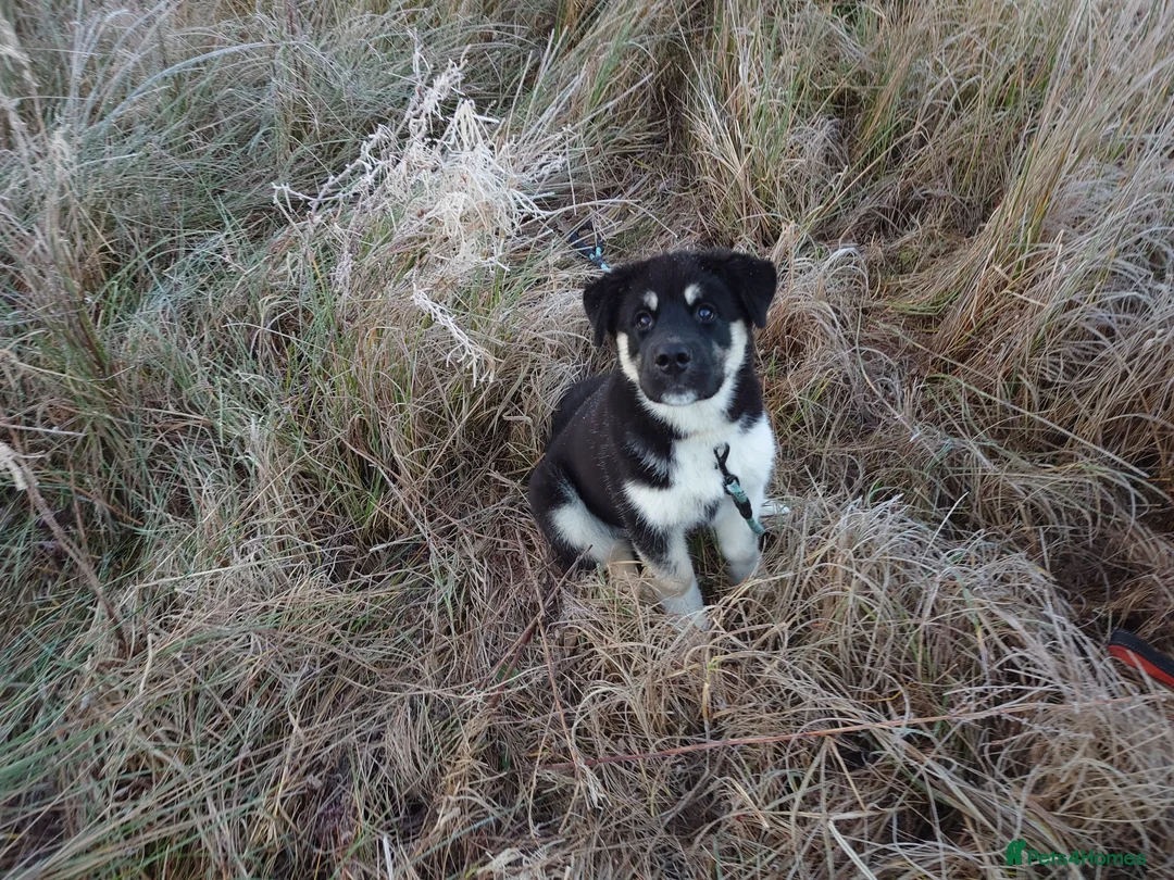 Mixed Breed dogs for sale: Siberian Husky x (Alaskan Malamute x English Bull) - Advert 8