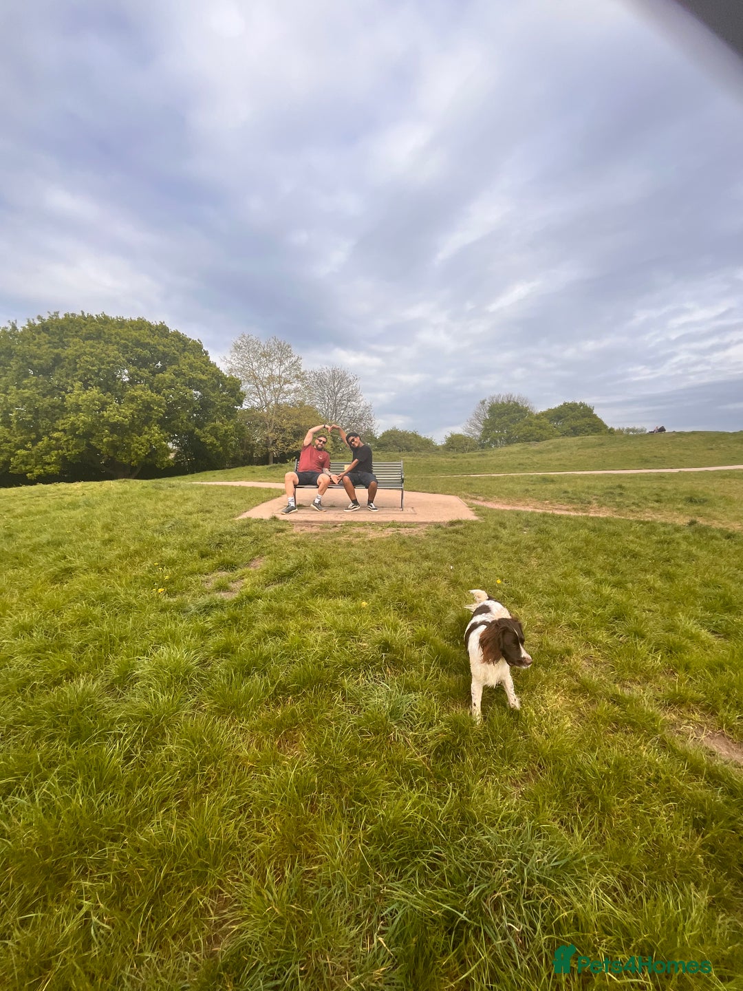 Sprocker dogs for sale: Beautiful spaniel dog - Advert 3