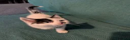 Mixed Breed cats for sale: 7 adorable kittens for sale £80-£100  - Advert 3