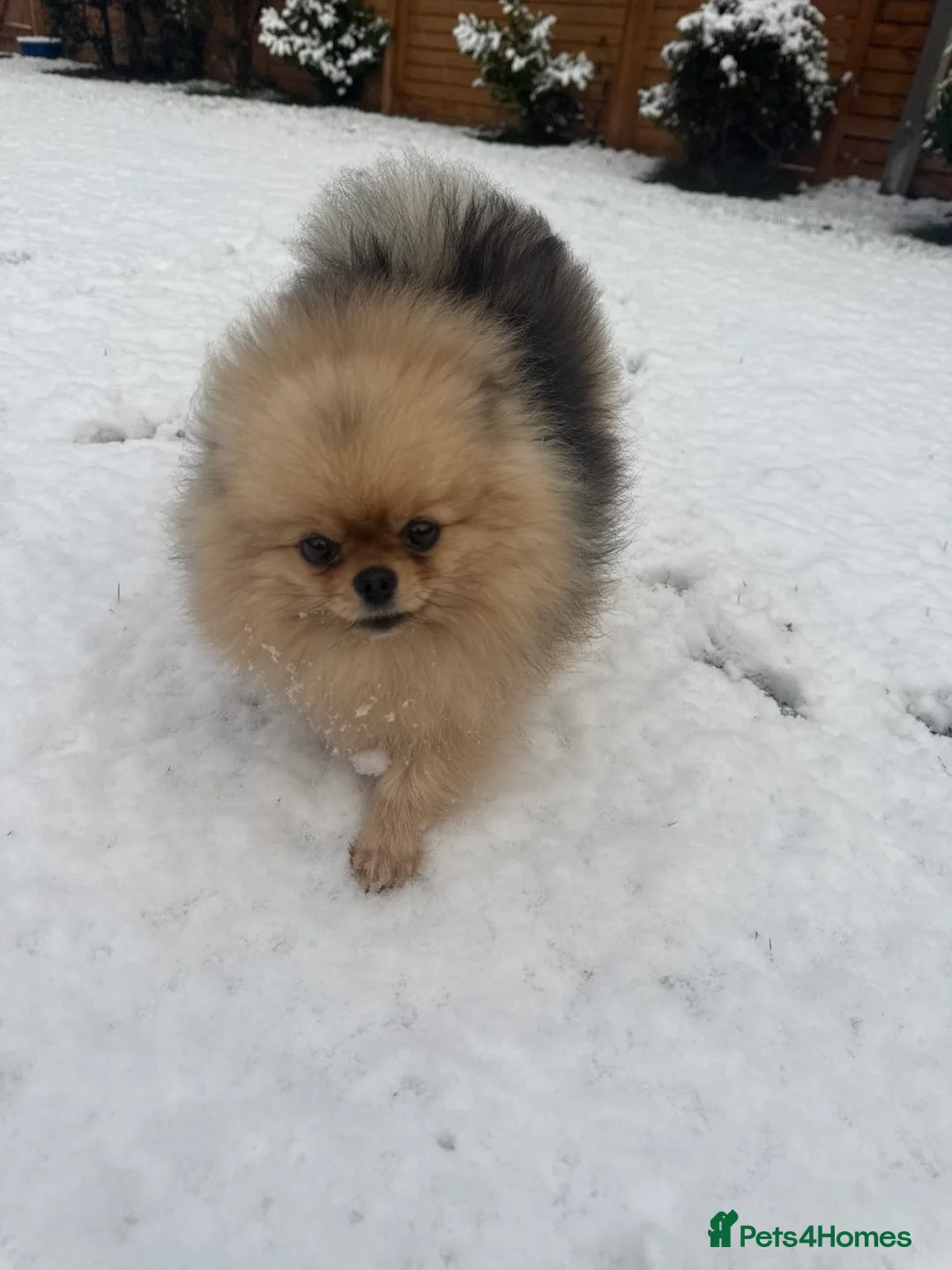 Pomeranian dogs for sale: Pomeranian puppies KC Registered  - Advert 2
