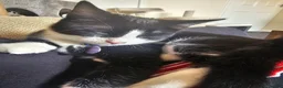 Domestic Shorthair cats for sale: Tuxedo shorthair male Kitten - Advert 6