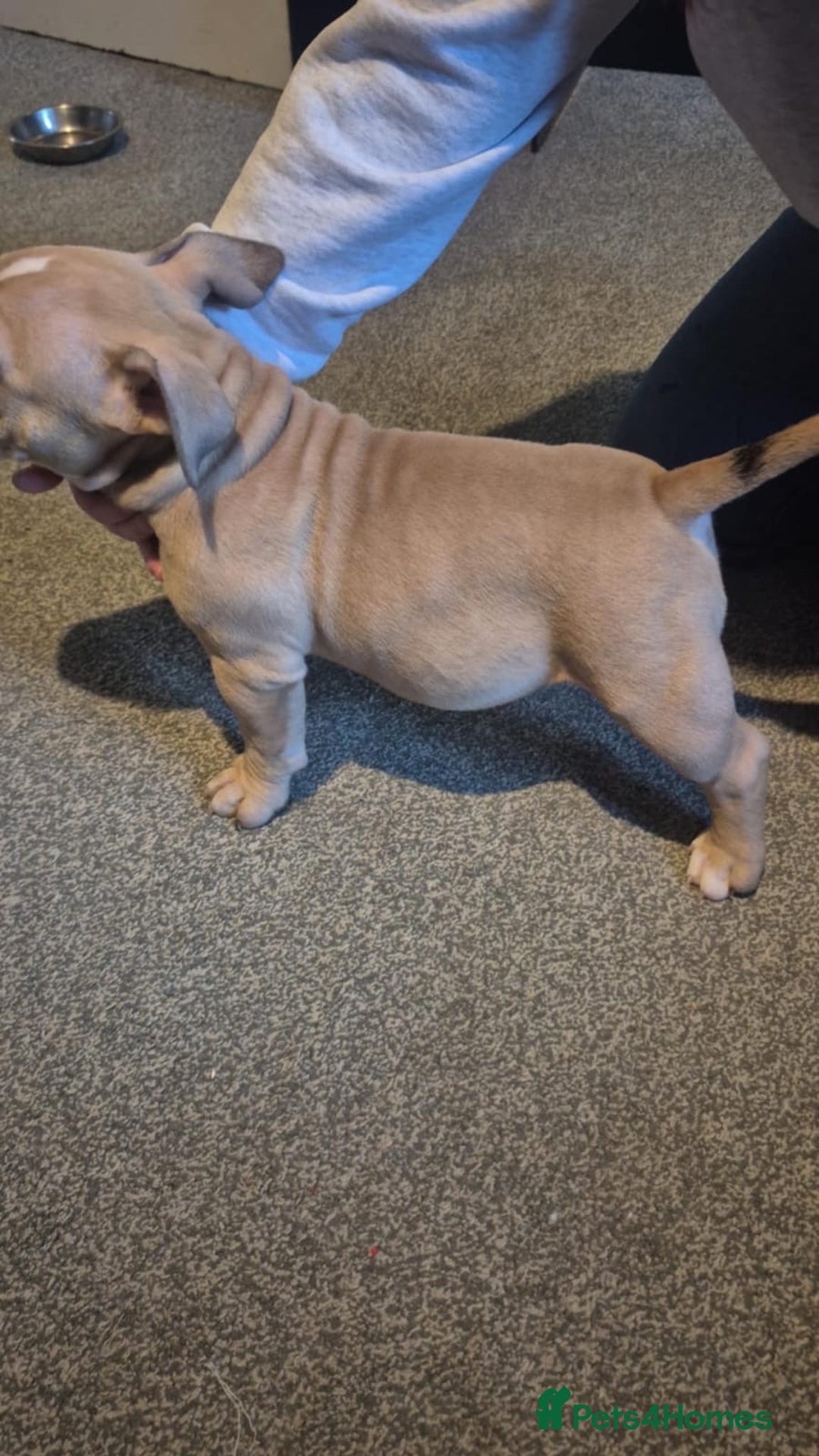 American Bully dogs for sale: 3 American bully’s males  - Advert 4