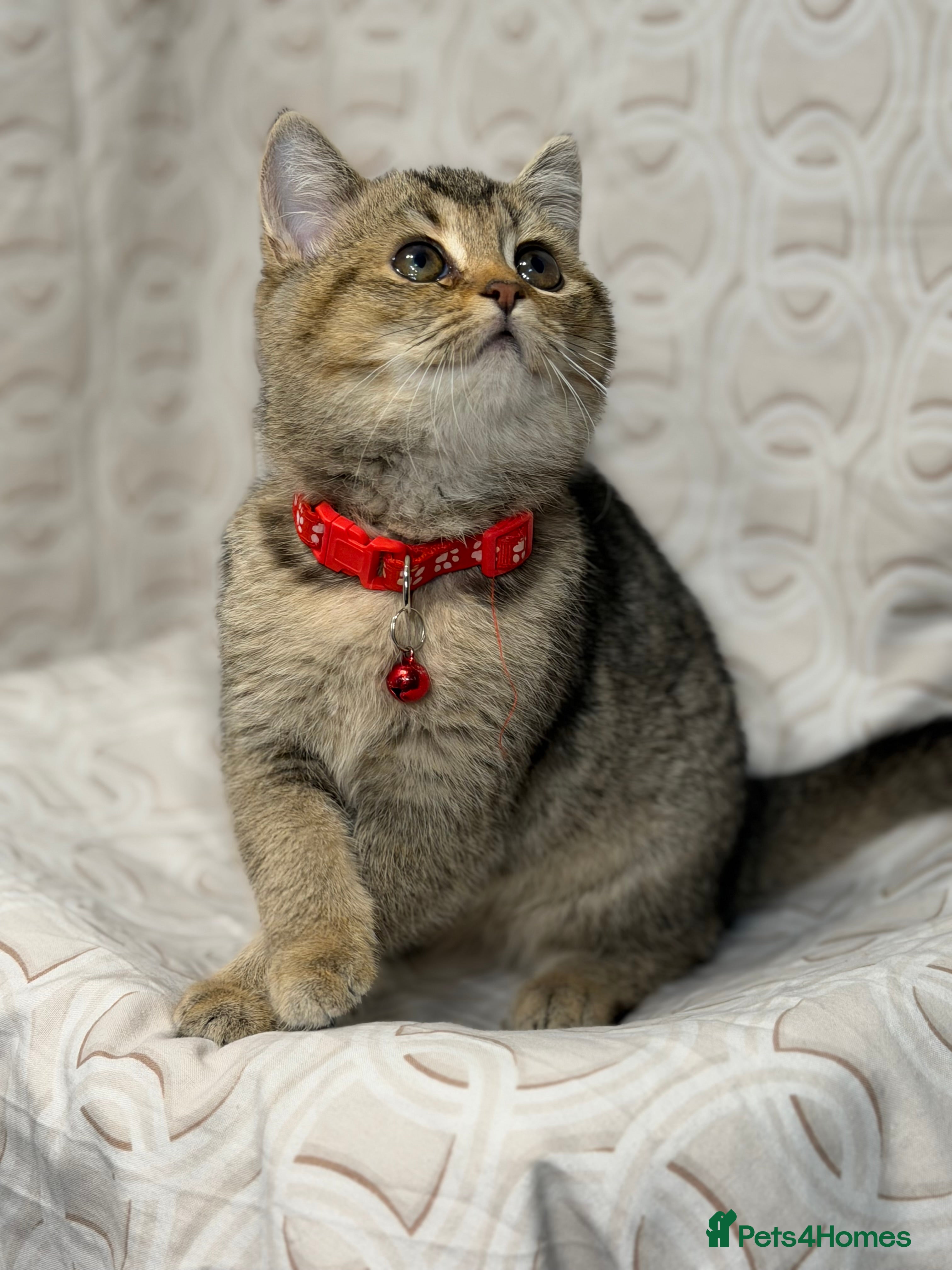 British Shorthair cats British shorthair Golden kittens TICA - Advert 1