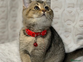 British Shorthair cats British shorthair Golden kittens TICA - Advert 3