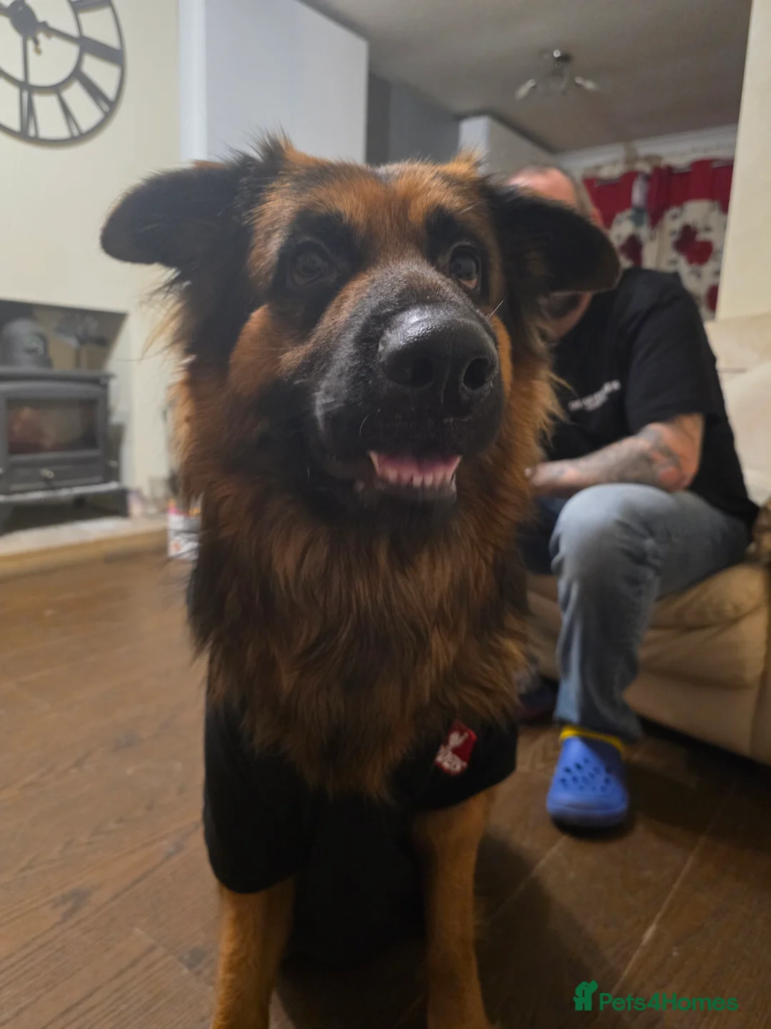 German Shepherd dogs for sale: Kyza  in Oswestry - Advert 5