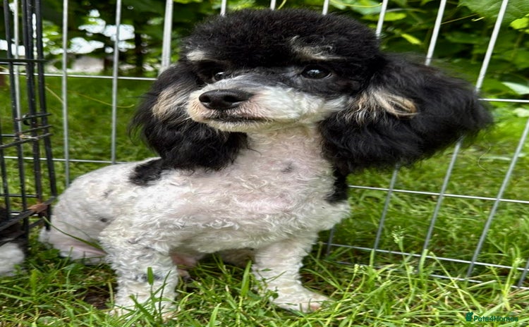 Poodle dogs - Advert 2