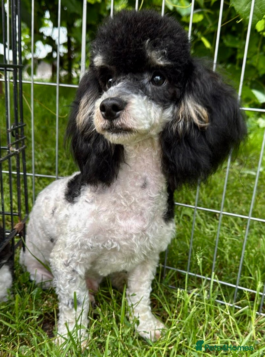 Poodle dogs for adoption: Zorro and Oreo: Two Little Souls Abandoned to Die - Image 1