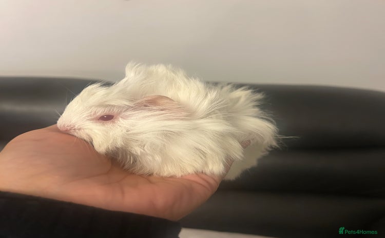 Guinea Pig rodents - Advert 7