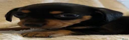 Chihuahua dogs for sale: Chihuahua X Miniature Dashund - Advert 11
