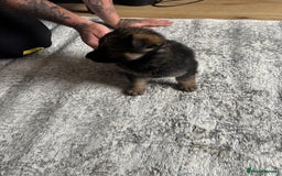 German Shepherd dogs for sale: 3 German shepherd puppies - Image 5