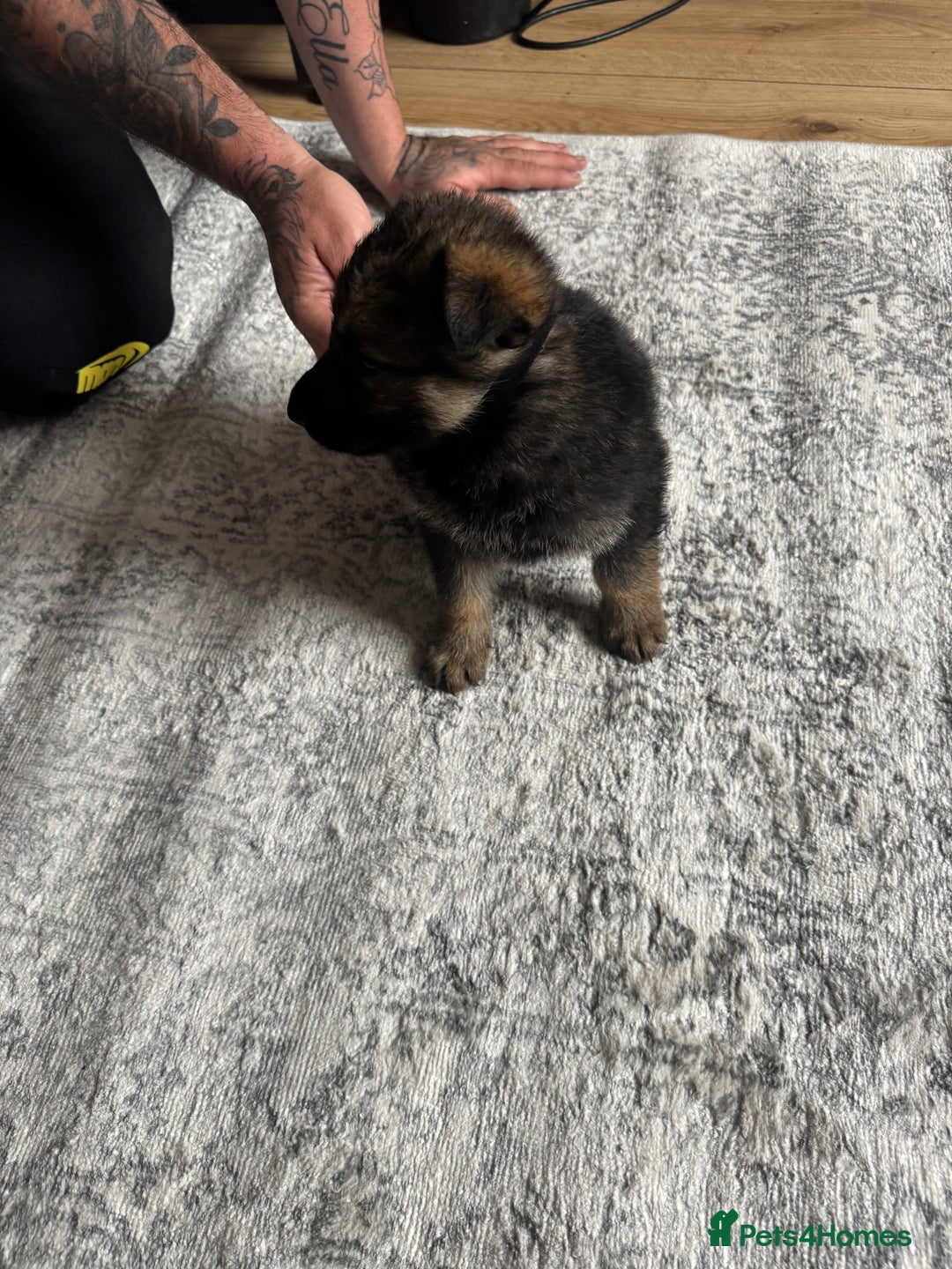 German Shepherd dogs for sale: 3 German shepherd puppies - Image 5