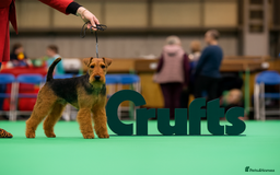 Welsh Terrier dogs for sale: Beautiful Champion Lines KC Welsh Terrier Puppies - Image 2