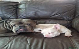 Olde English Bulldogge dogs for stud: Dog's name D.j  - Image 3