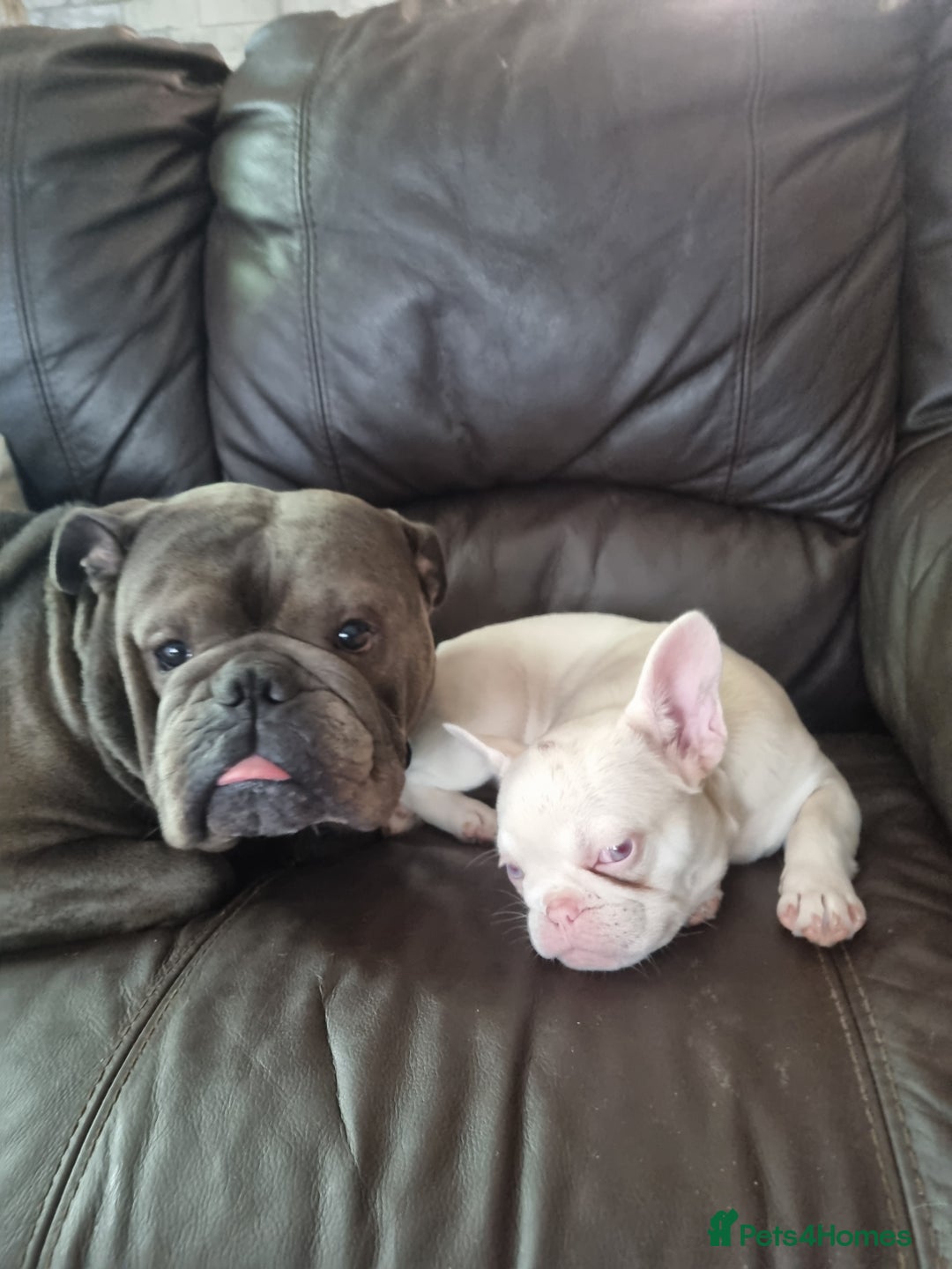 Olde English Bulldogge dogs for stud: Dog's name D.j  - Image 3