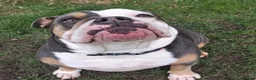 Olde English Bulldogge dogs for sale: Beautiful Lady  - Advert 2