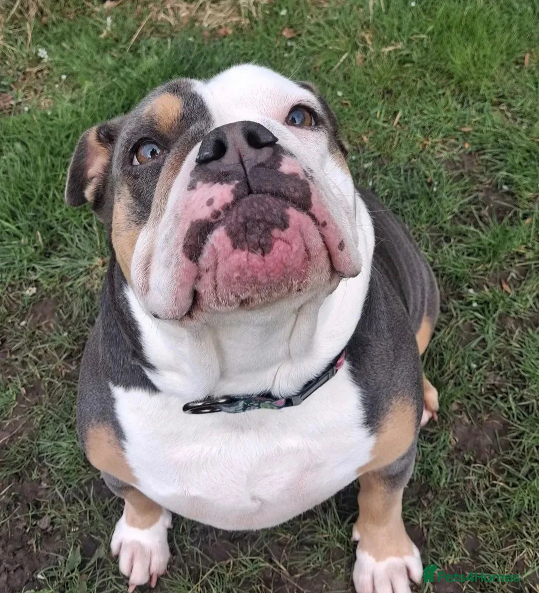 Olde English Bulldogge dogs for sale: Beautiful Lady  - Advert 2