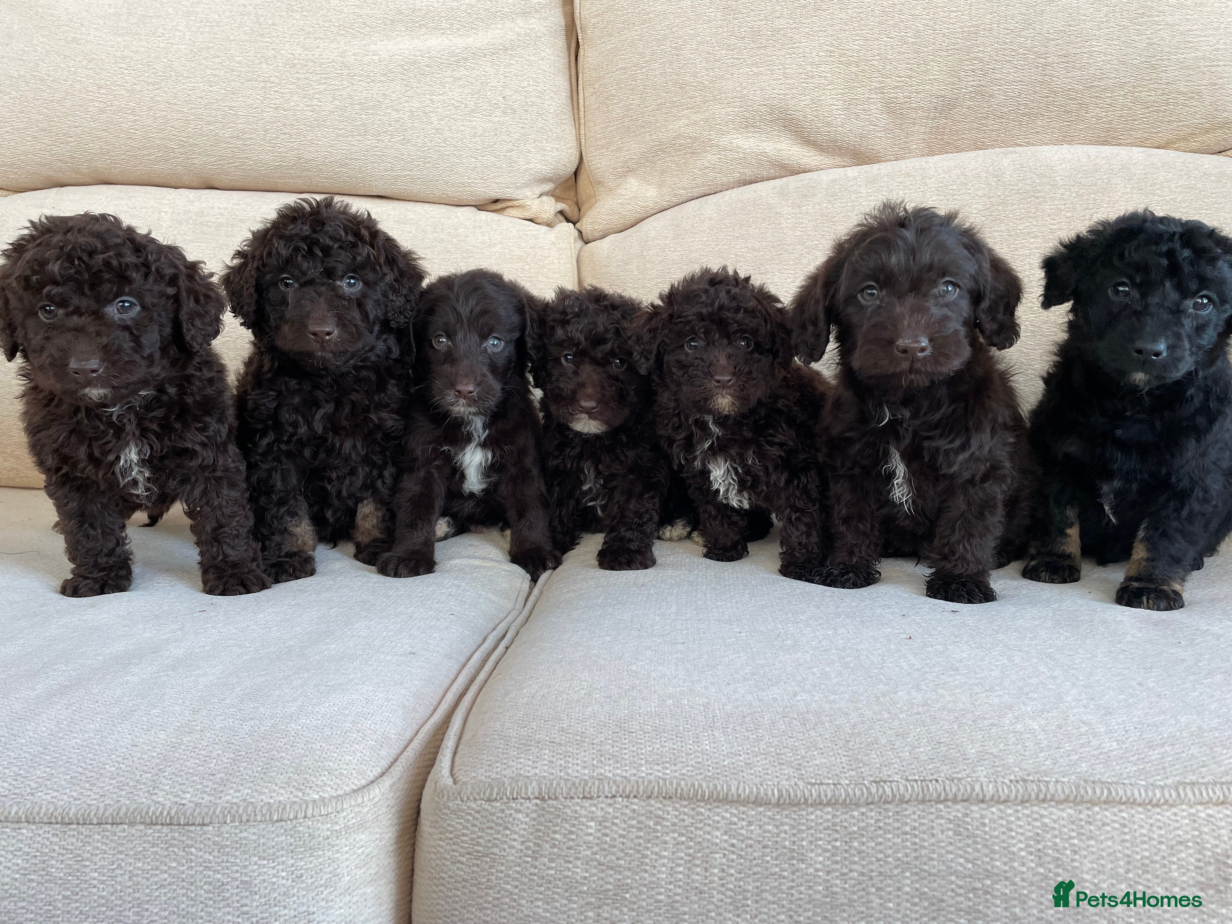 Labradoodle dogs Chocolate miniature labradoodle puppies - Advert 1