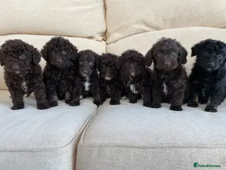 Labradoodle dogs Chocolate miniature labradoodle puppies - Advert 1