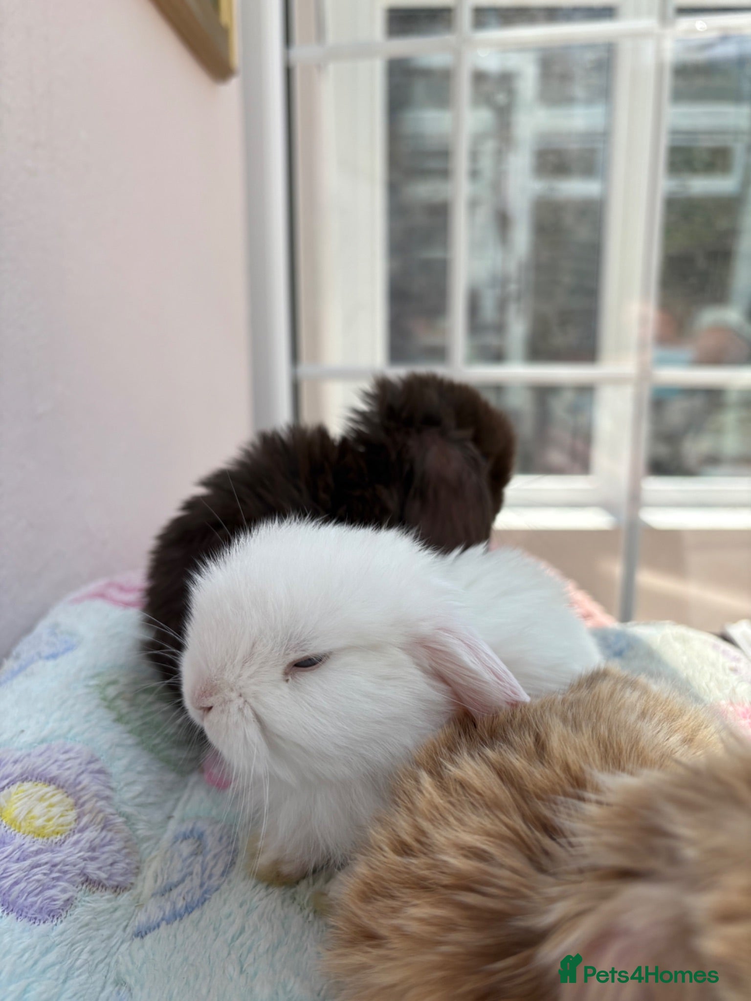 Mini Lop rabbits Mini lops-raised indoors-vaccinated  - Advert 2