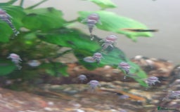 Plecos fish for sale: Bristlenose plecos - Image 3