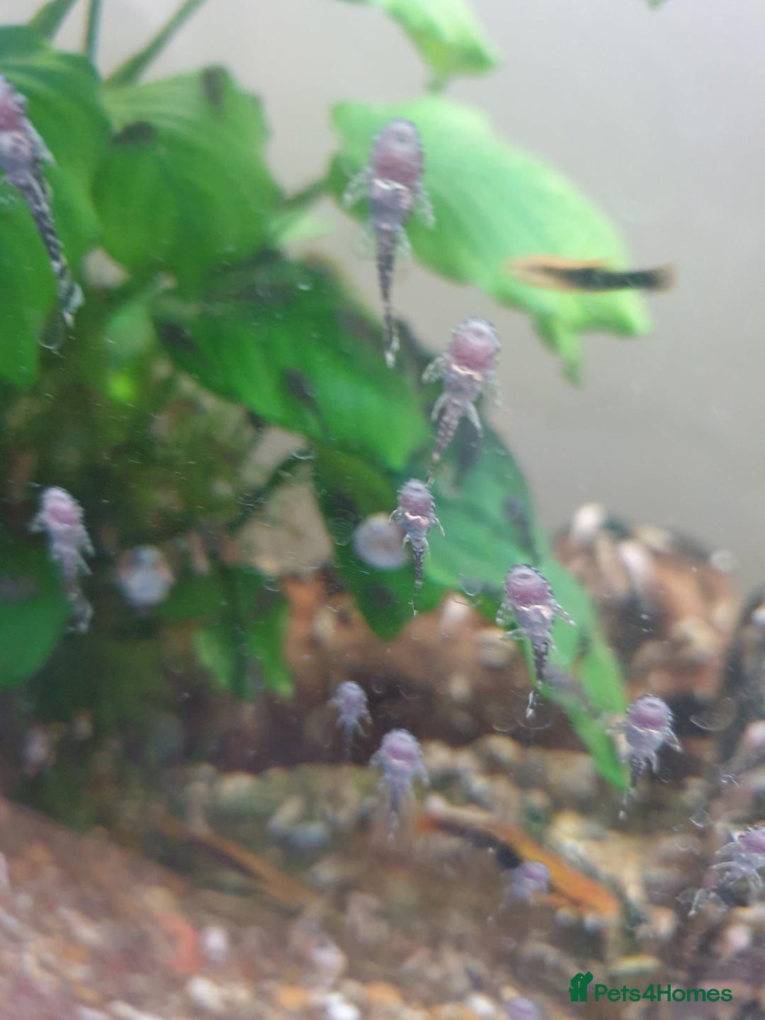 Plecos fish for sale: Bristlenose plecos - Image 3