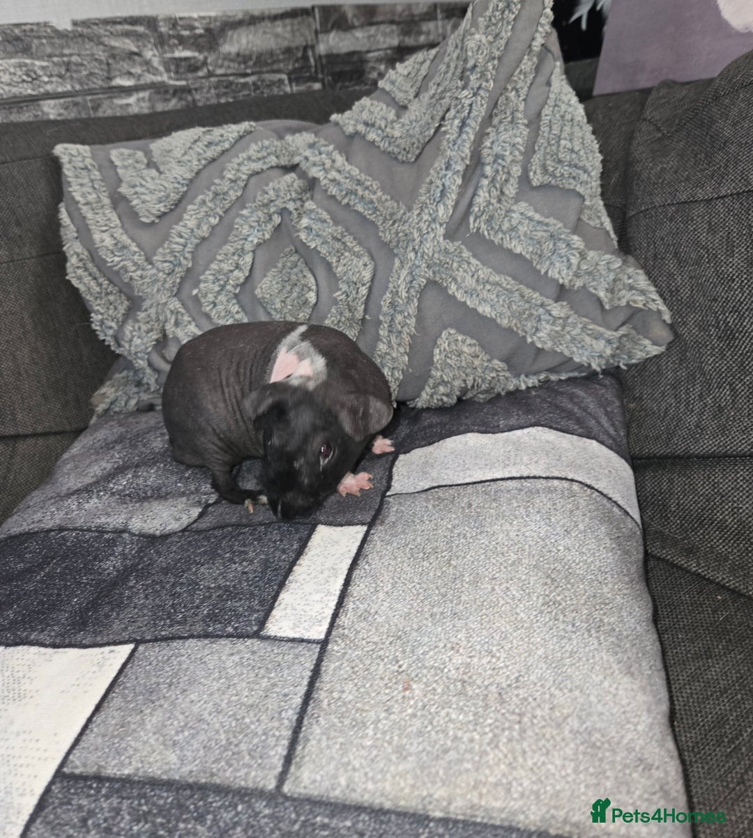 Guinea Pig rodents for sale: Friendly baby Skinny pig male - Advert 4