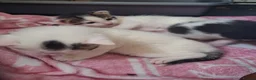 Mixed Breed cats for sale: 3 beautiful boys  - Advert 7