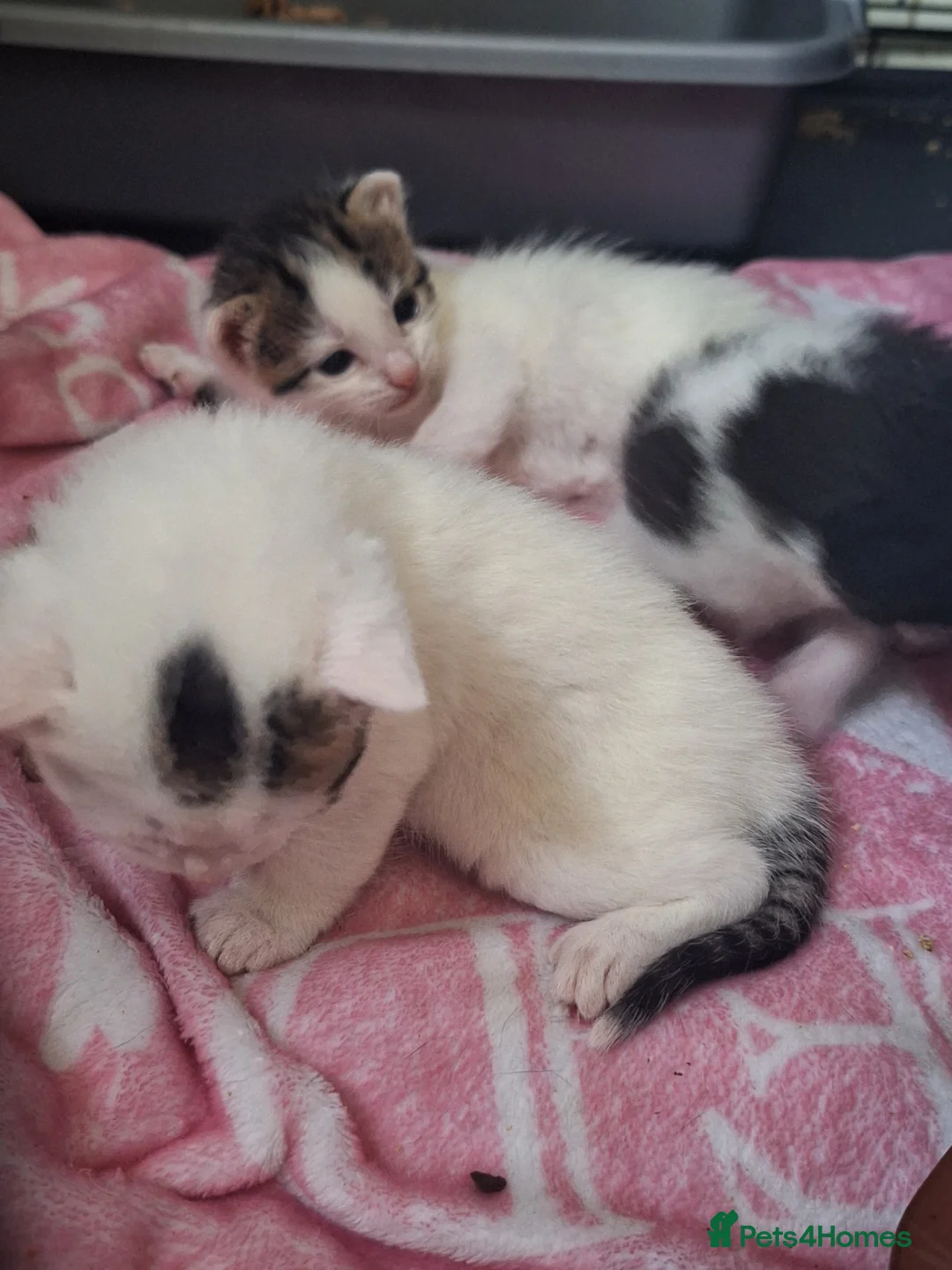 Mixed Breed cats for sale: 3 beautiful boys  - Advert 7