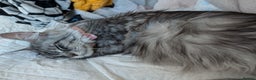Maine Coon cats for sale: Tica Pedigree Maine coon queen - Advert 5