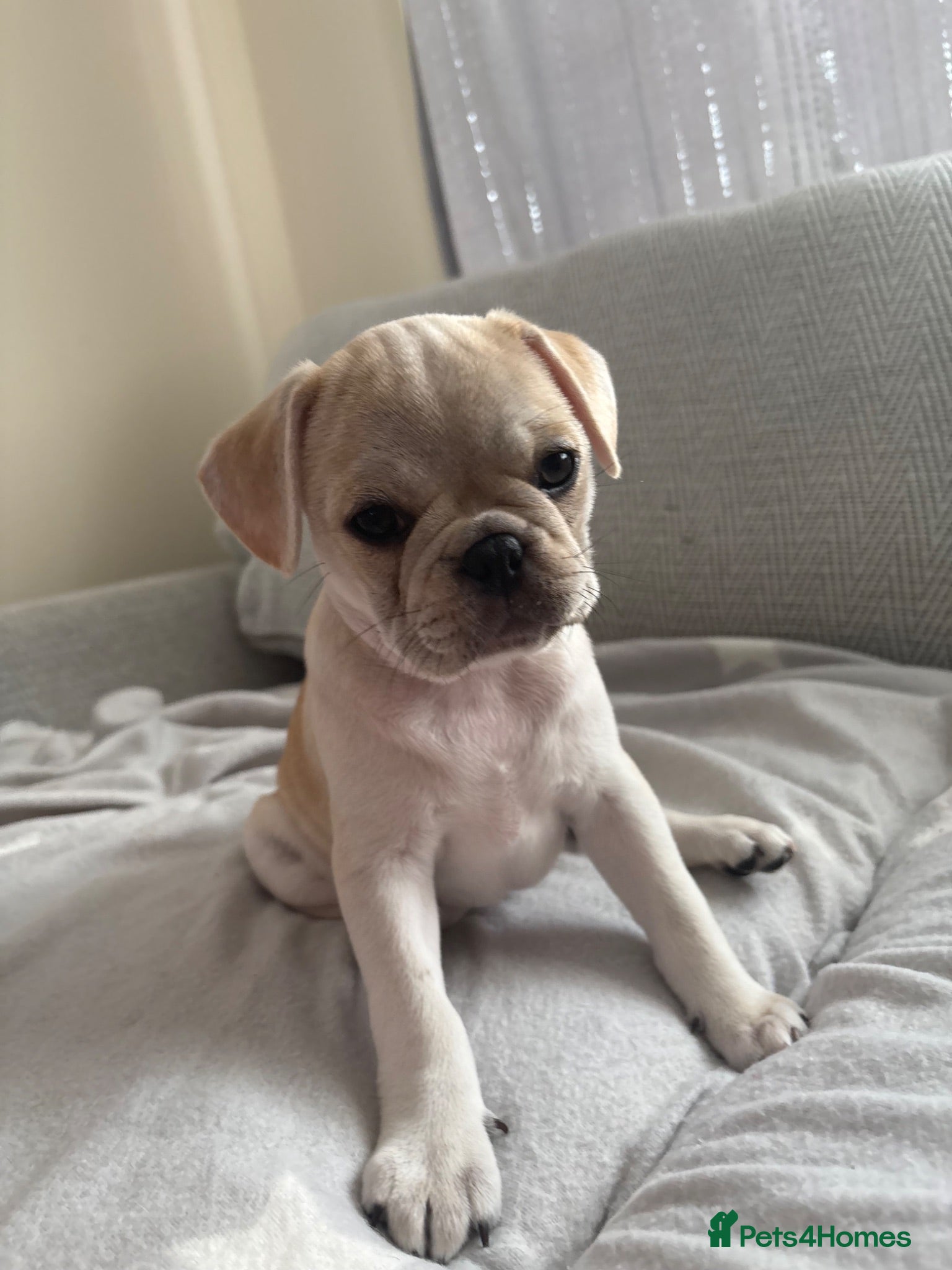 Frug dogs 🐶 Pug/French bulldog puppies 🐶 Rare markings - Advert 4