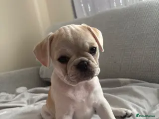 Frug dogs 🐶 Pug/French bulldog puppies 🐶 Rare markings - Advert 4