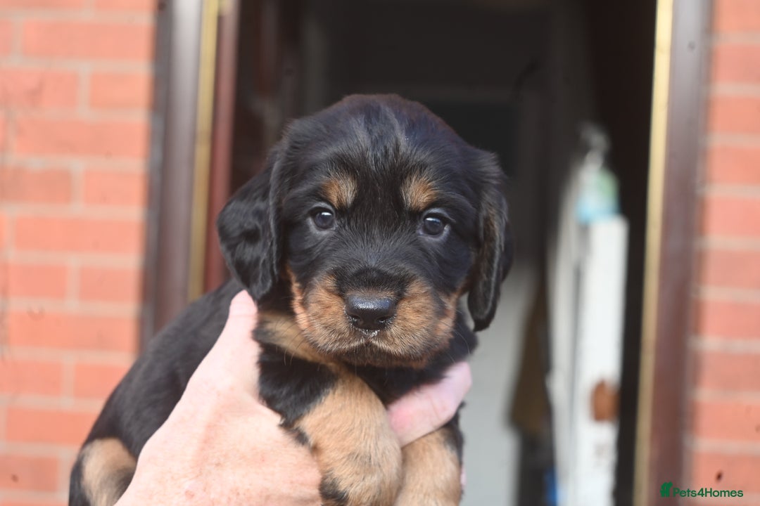 Cocker Spaniel dogs for sale: Cocker Spaniel puppies - Image 10