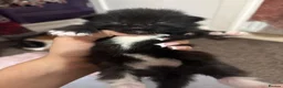 Mixed Breed cats for sale: Kittens ready in october - Advert 7