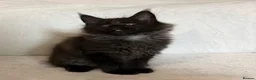 Maine Coon cats for sale: READY NOW 🐾 STUNNING GCCF MAINE COON KITTENS 🐾 - Advert 23