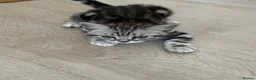 British Shorthair cats for sale: British Shorthair Classic Silver Tabby/Spotted - Advert 14