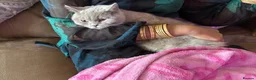 British Shorthair cats for sale: Female British Shorthair Lilac in Birmingham - Advert 2