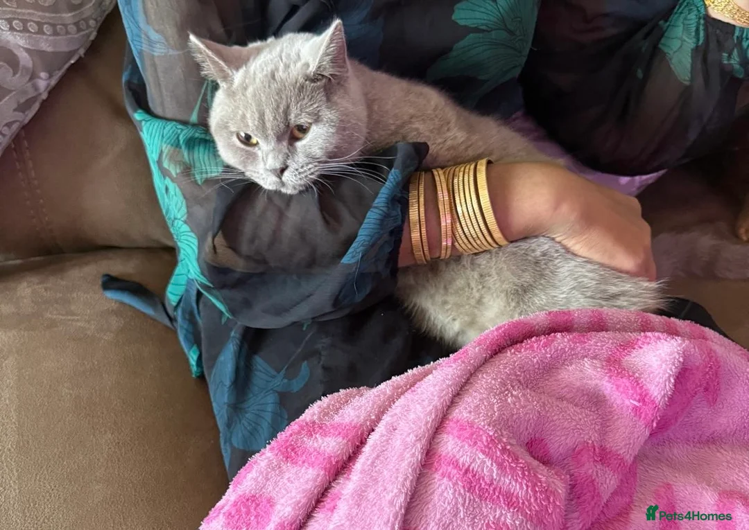 British Shorthair cats for sale: Female British Shorthair Lilac in Birmingham - Advert 2