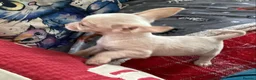 Chihuahua dogs for sale: Gorgeous tiny Chihuahua babies - Advert 27